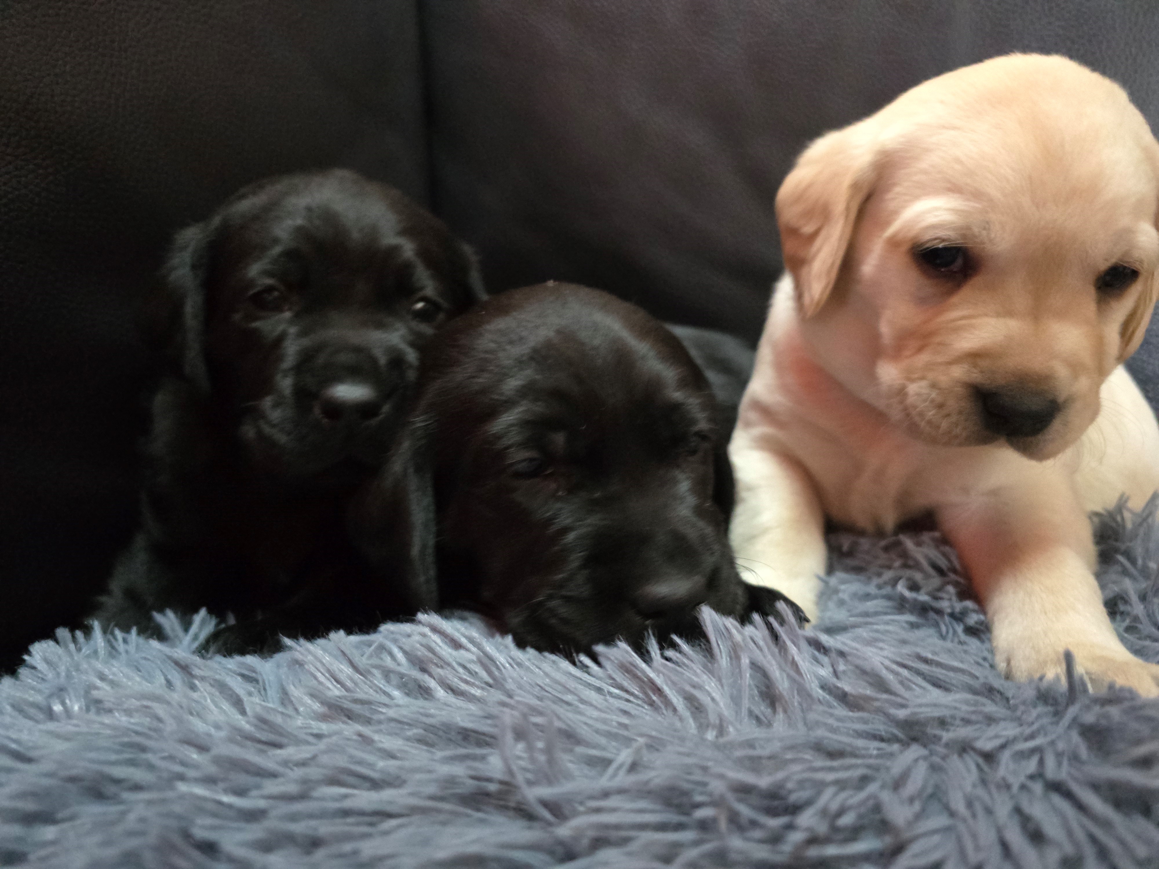 Three adorable puppies sitting close together - two with black fur and one with a golden coat. They are nested on a cozy blanket.